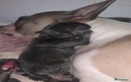 French Bulldog dogs for sale: French bulldogs  - Image 7