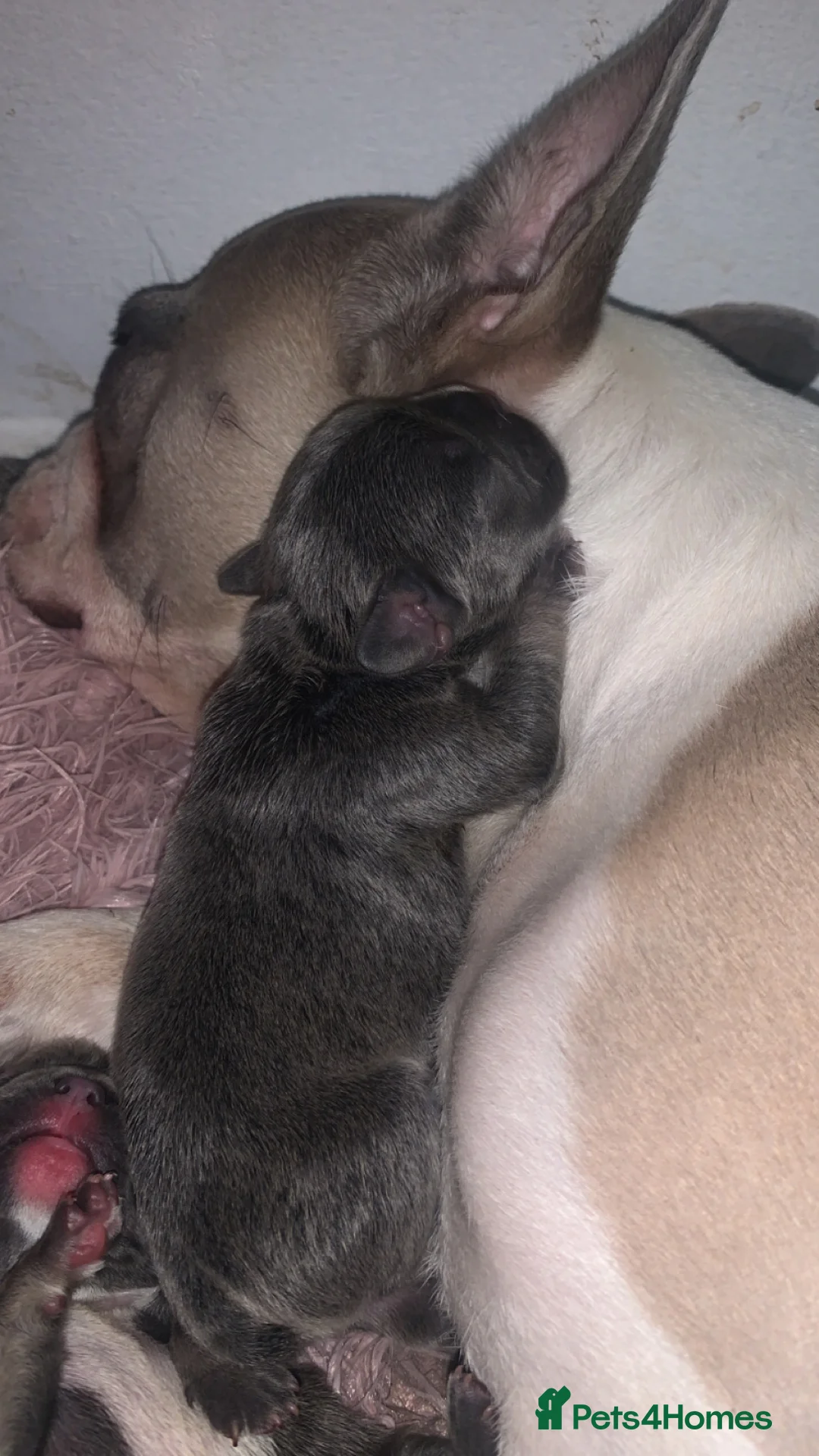 French Bulldog dogs for sale: French bulldogs  - Advert 4