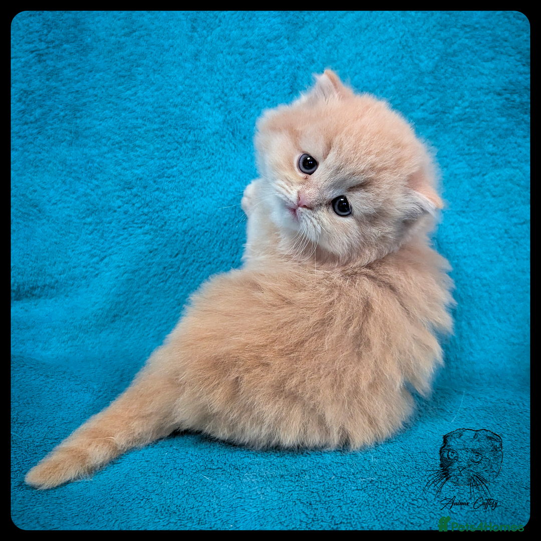 Scottish Fold cats for sale: TICA Registered Scottish kittens - Advert 7