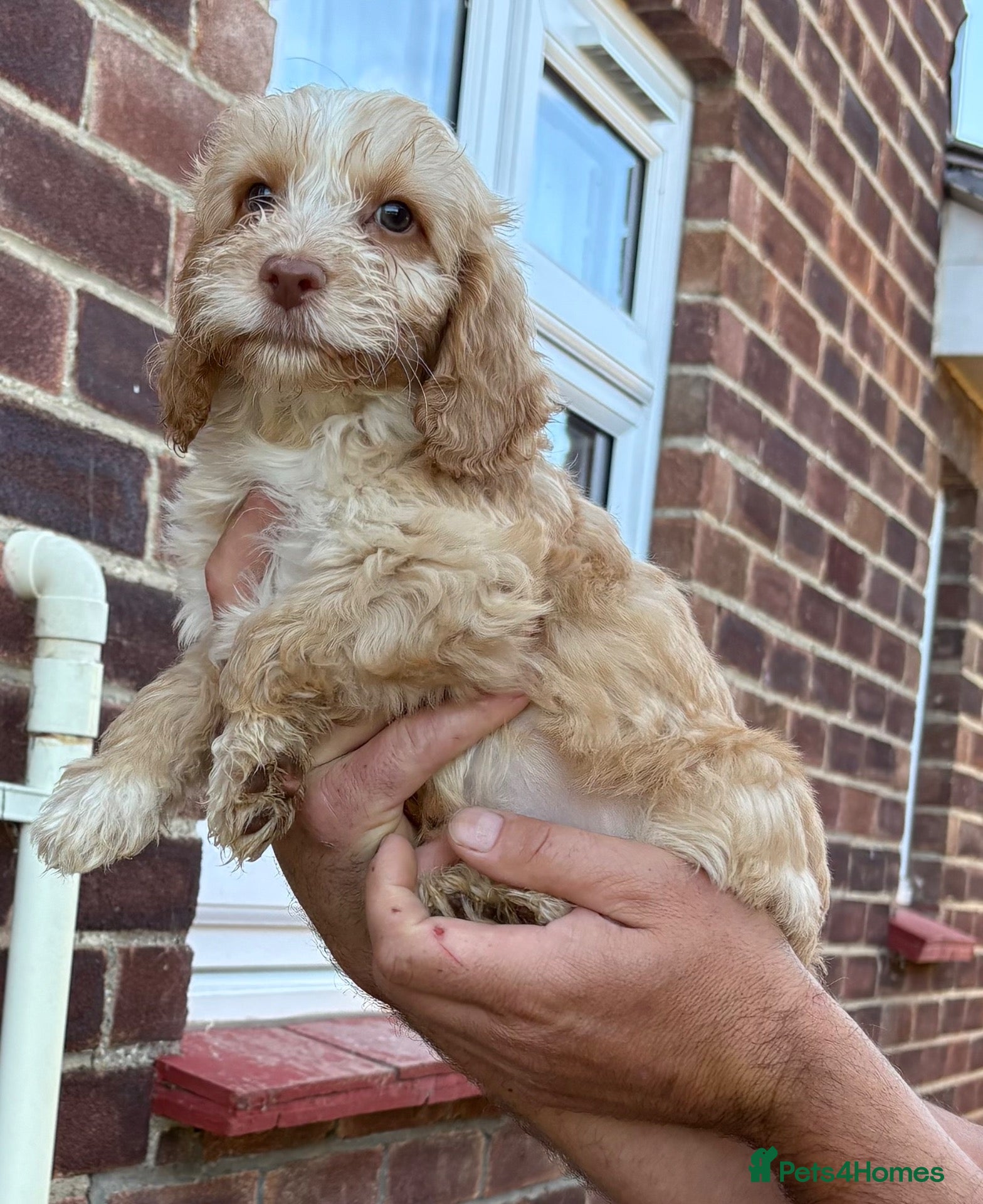 Cockapoo dogs  F1 miniature cockapoo puppies ready to leave  - Advert 1