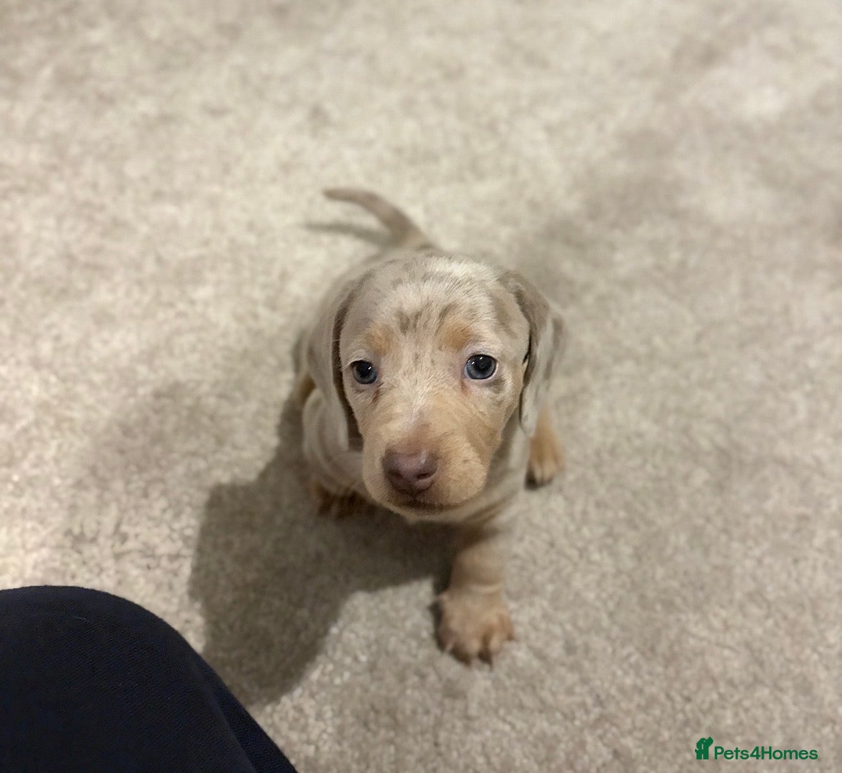 Miniature Dachshund dogs KC registered PRA CLEAR X3 minature Dachshunds  - Advert 18