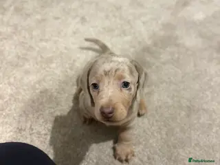 Miniature Dachshund dogs KC registered PRA CLEAR X3 minature Dachshunds - Advert 18