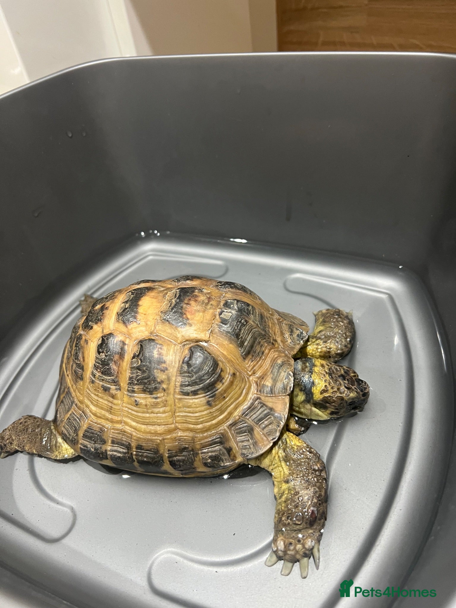 Tortoise reptiles Female Horsefield approx 5 years  - Advert 1