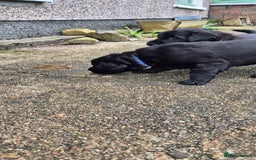 Flat coated Retriever dogs for sale: Flat coat retriever  - Image 4