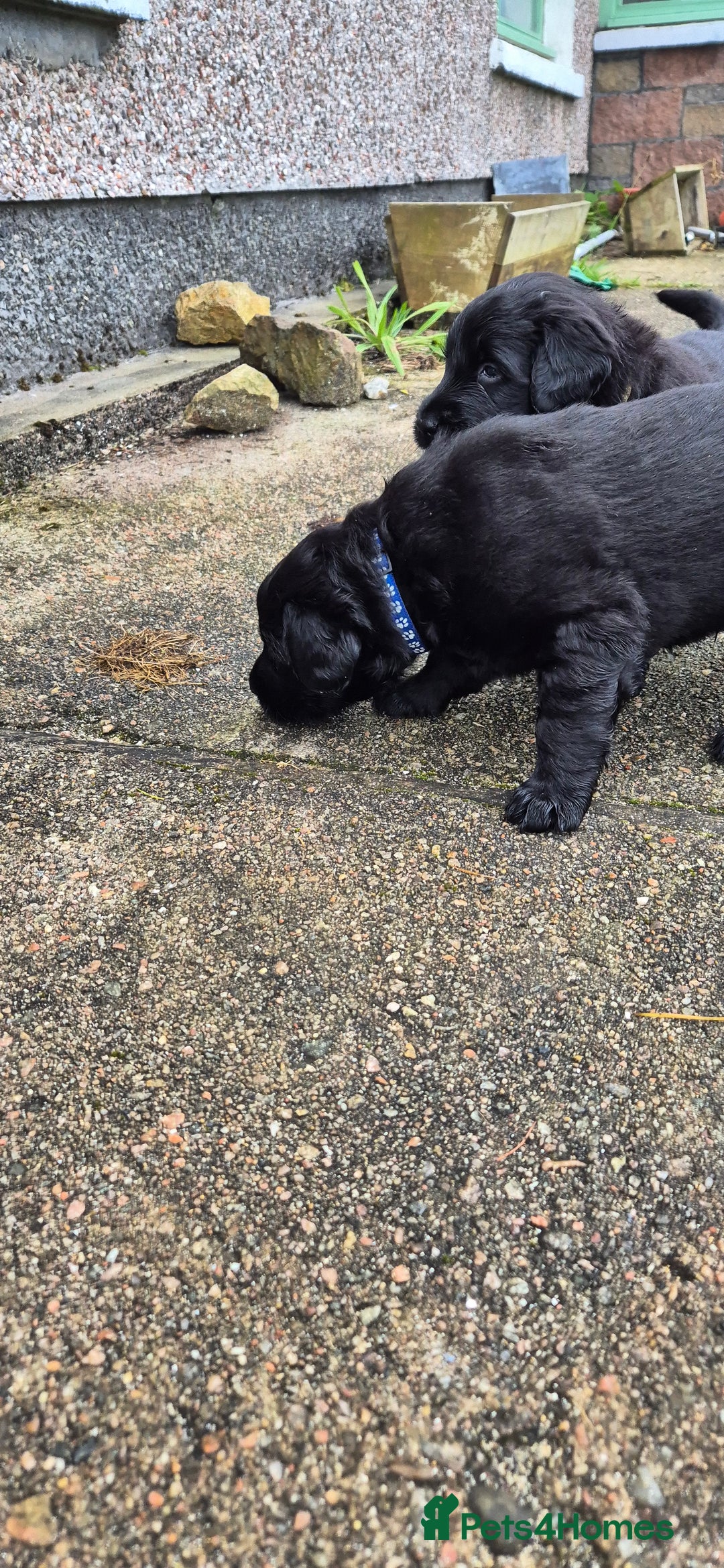 Flat coated Retriever dogs for sale: Flat coat retriever  - Image 4