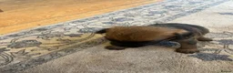 Border Terrier dogs for sale: Border Terrier Puppies - Advert 16