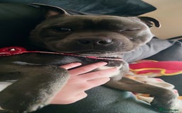 Staffordshire Bull Terrier dogs for stud: 🥇 KC Stafford Stud – Elite Line, Loving Nature - Image 3