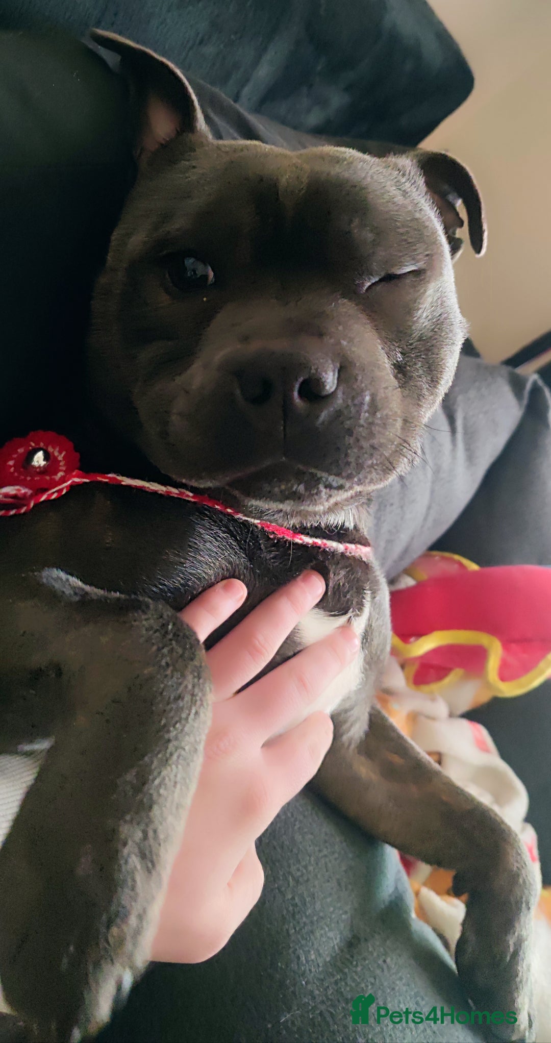 Staffordshire Bull Terrier dogs for stud: 🥇 KC Stafford Stud – Elite Line, Loving Nature - Image 3