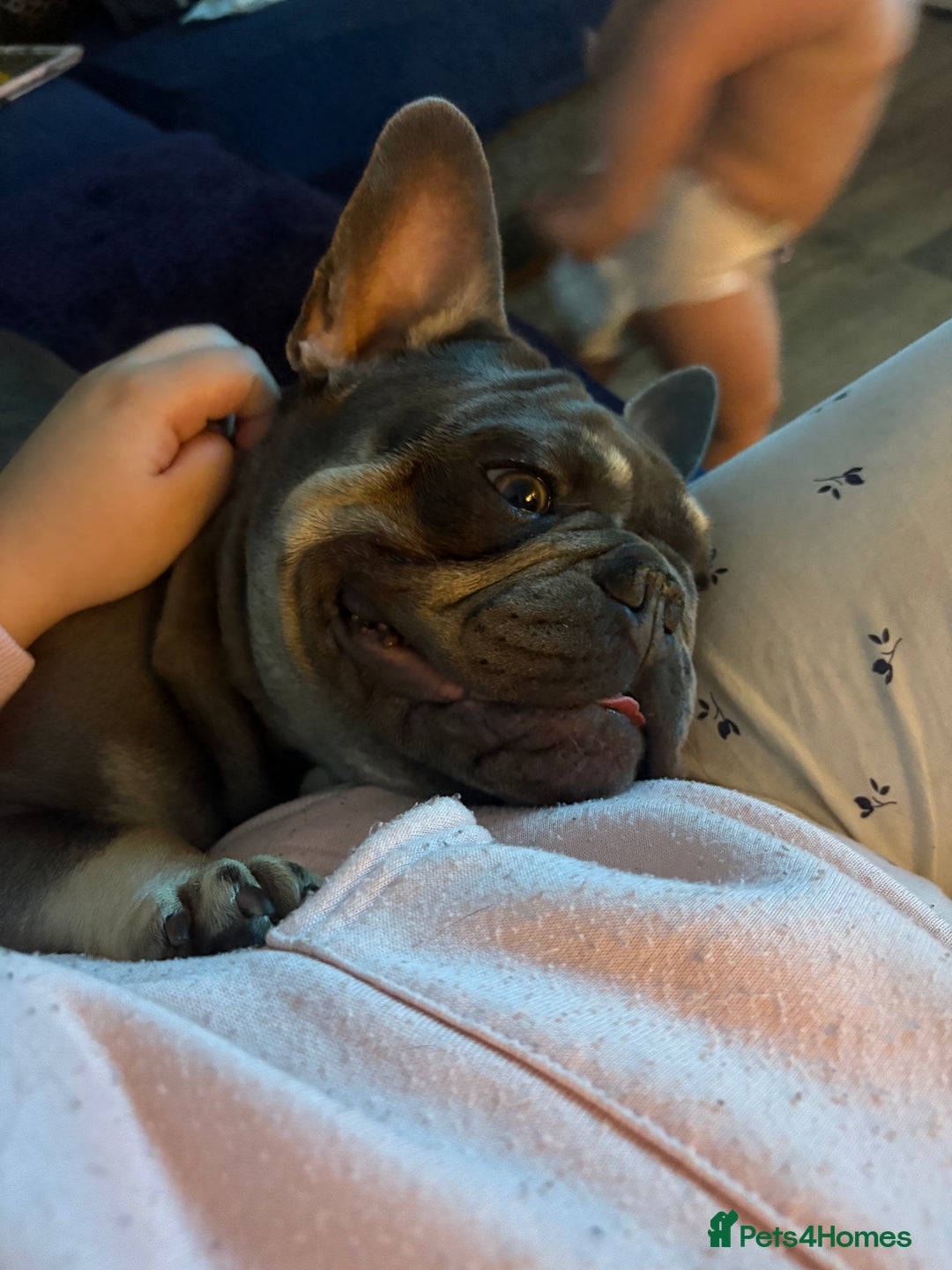 French Bulldog dogs for sale: French bulldog  - Image 5