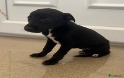 Mixed Breed dogs for sale: Stunning wiggy puppies  - Image 3