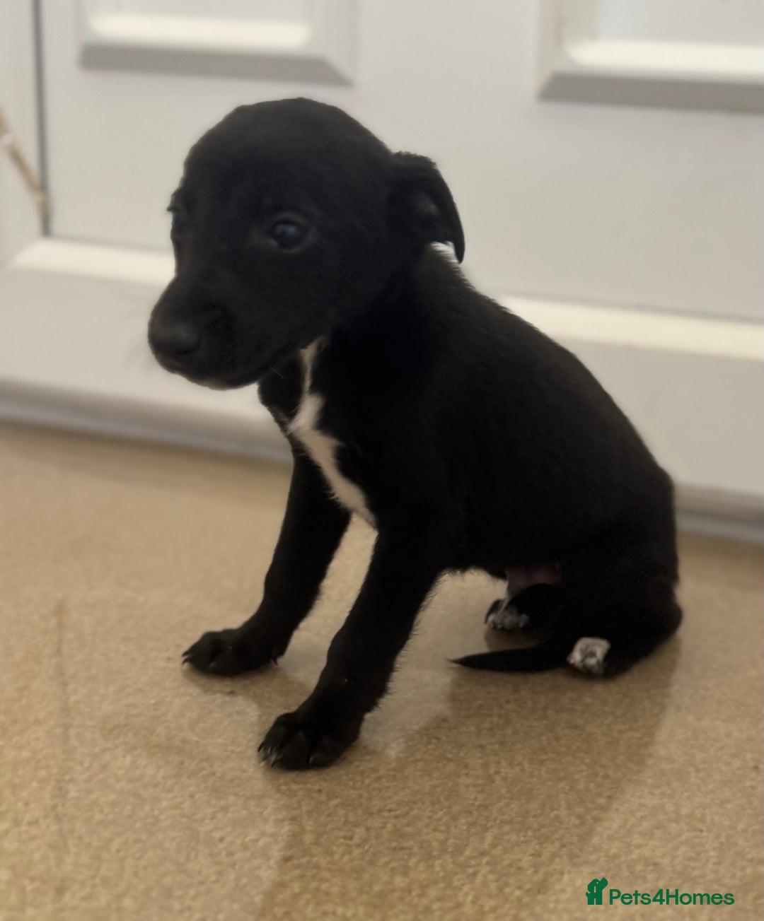 Mixed Breed dogs for sale: Stunning wiggy puppies  - Image 3
