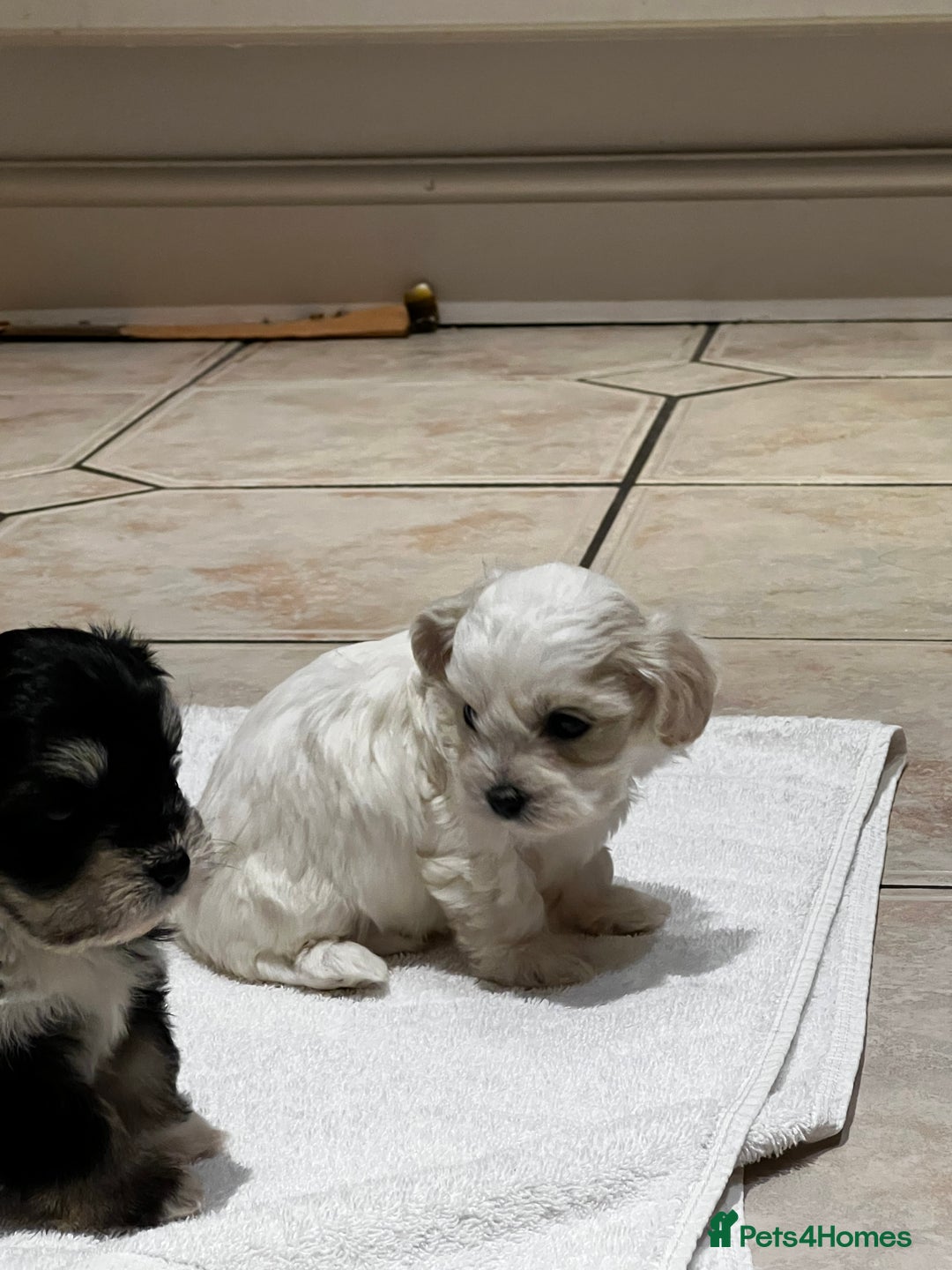 Bichon Frise dogs for sale: Bichon fries ready to go ! - Advert 7