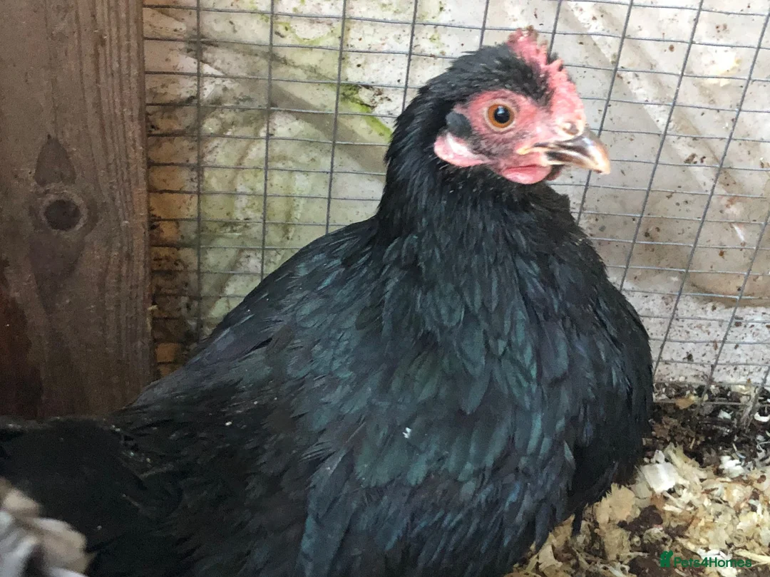 Chickens poultry for sale: Serama Cockerell and 2 hens - Advert 2