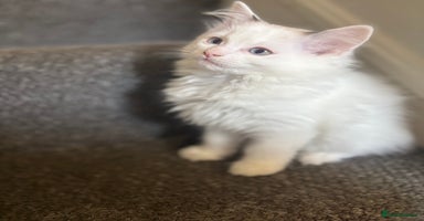 Ragdoll cats - Advert 12