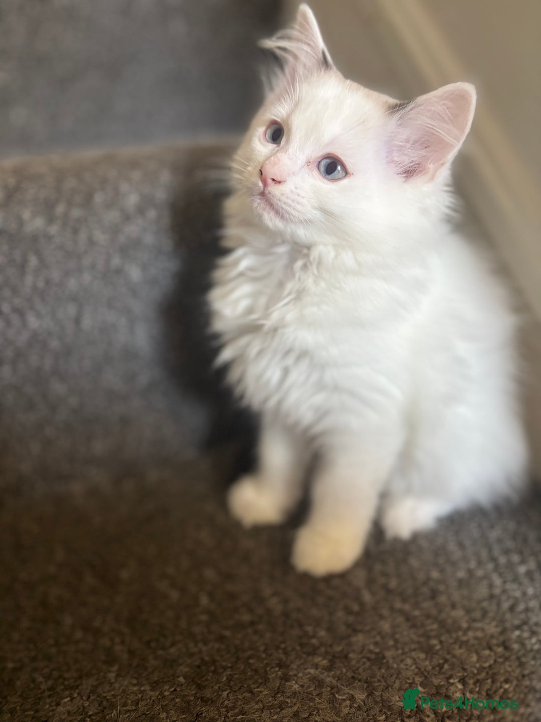 Ragdoll cats for sale: Ragdoll kittens - Image 2