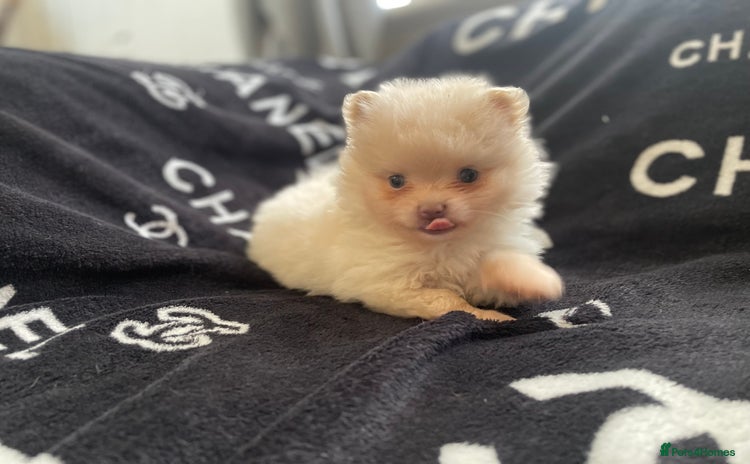 Pomeranian dogs - Advert 8