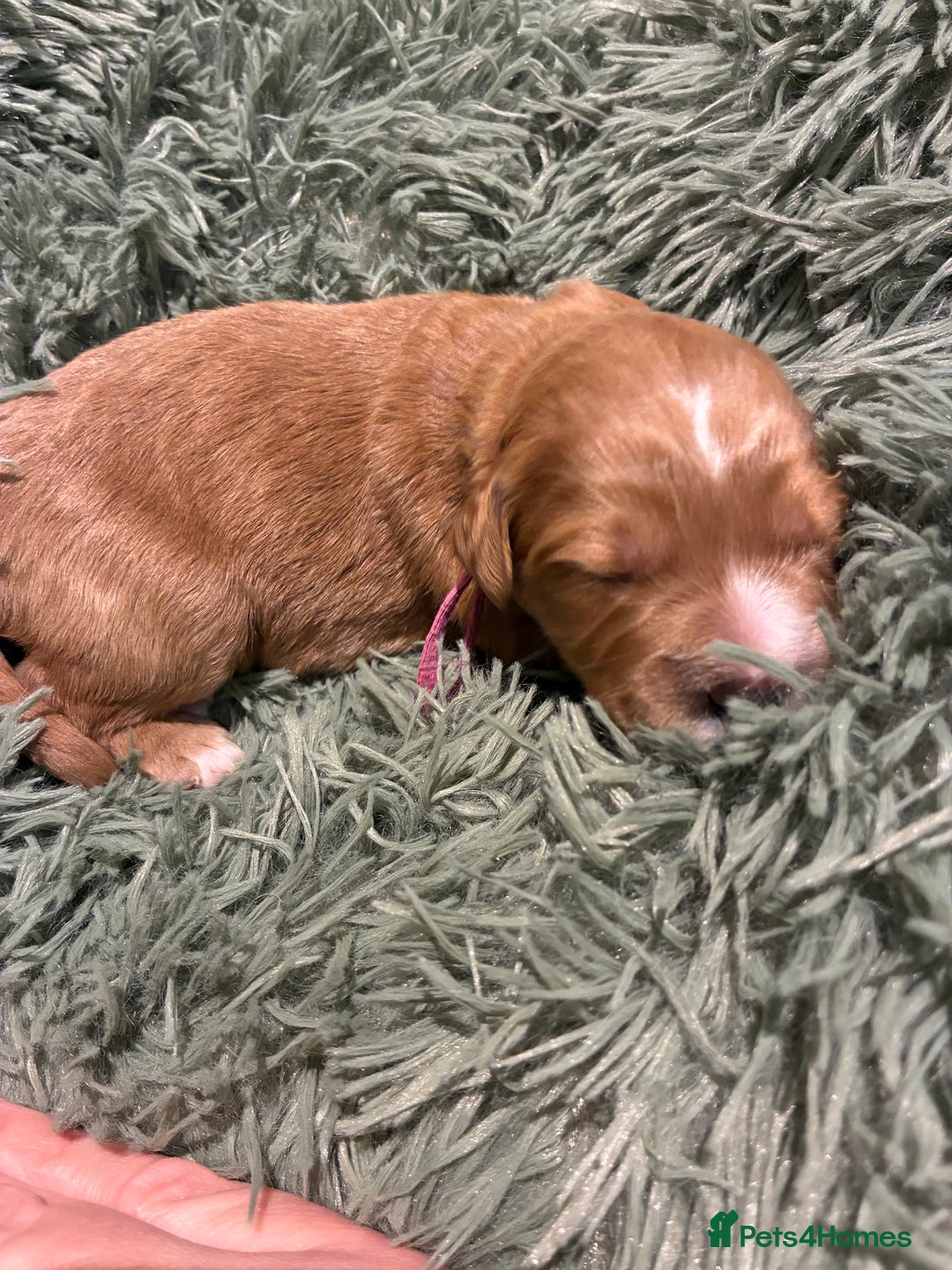 Australian Labradoodle dogs for sale: Australian Labradoodle, exceptional homes only - Advert 4