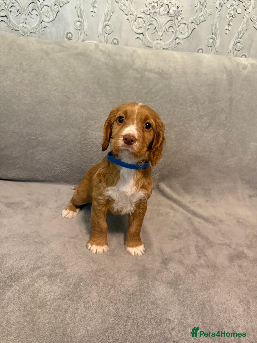 Cocker Spaniel dogs for stud: RED KC STUD DOG  in Bishop Auckland - Advert 7