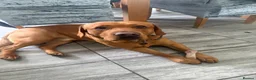 Labrador Retriever dogs for stud: Fox red Labrador available for stud  in Skelmersdale - Advert 1