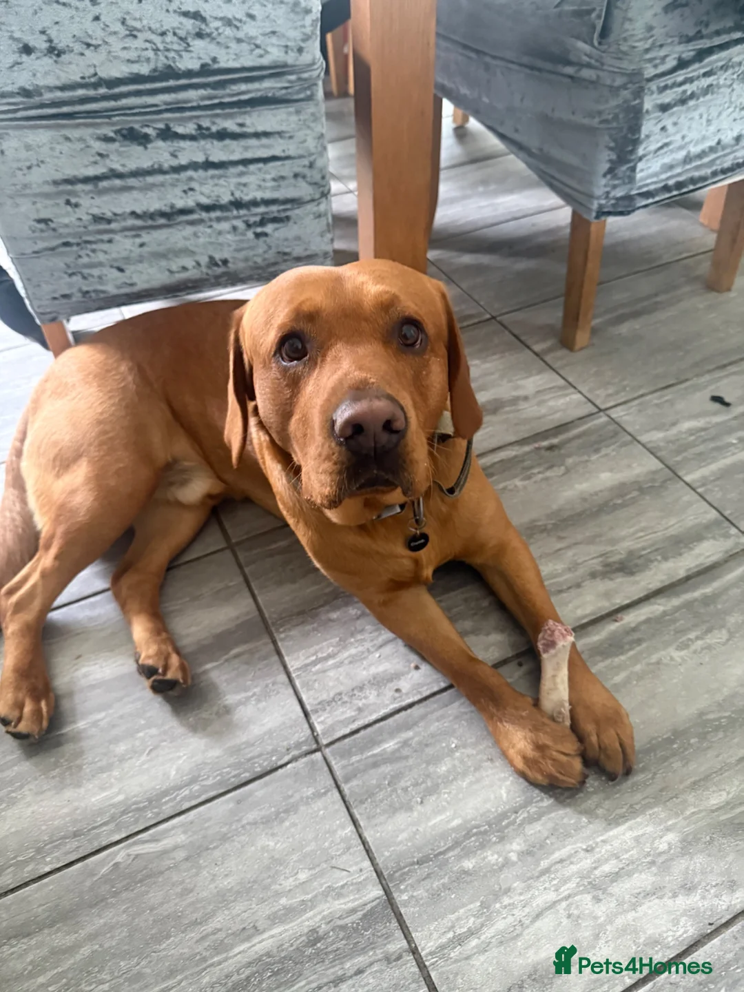 Labrador Retriever dogs for stud: Fox red Labrador available for stud  in Skelmersdale - Advert 1