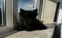 Maine Coon cats for sale: 1 BLACK SMOKE BOY 1 TORTIE GIRL MAINE COON KITTENS - Image 17