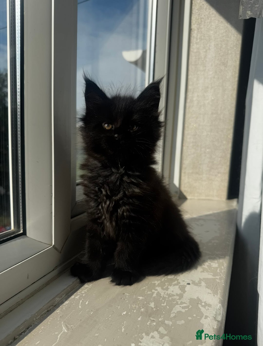 Maine Coon cats for sale: 1 BLACK SMOKE BOY 1 TORTIE GIRL MAINE COON KITTENS - Image 17
