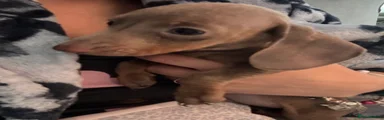 Dachshund Puppy 7
