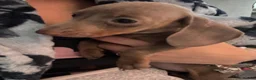Dachshund dogs for sale: 🩷🩷🩷 DACHSHUNDS GIRLS 🩷🩷🩷 - Advert 9