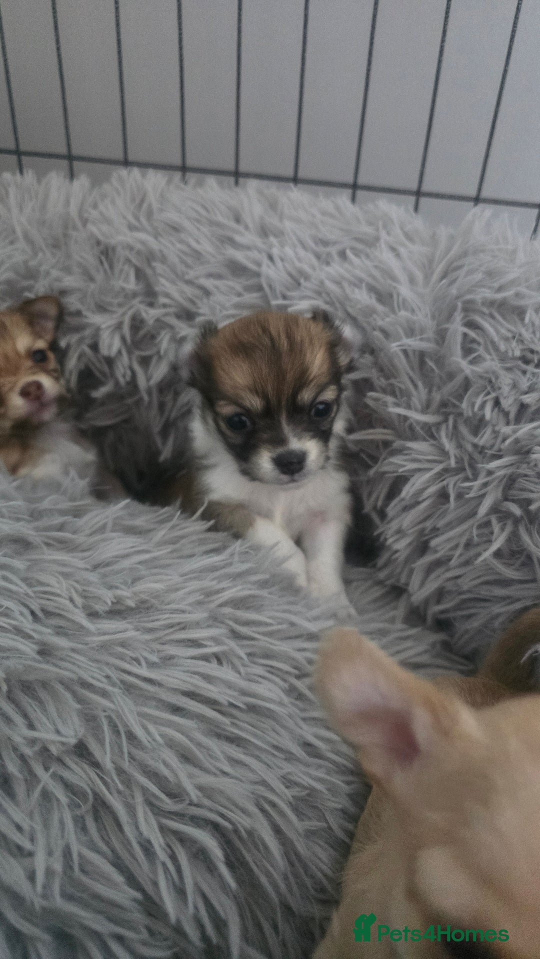 Chihuahua dogs for sale: Teacup chihuahuas  - Advert 5