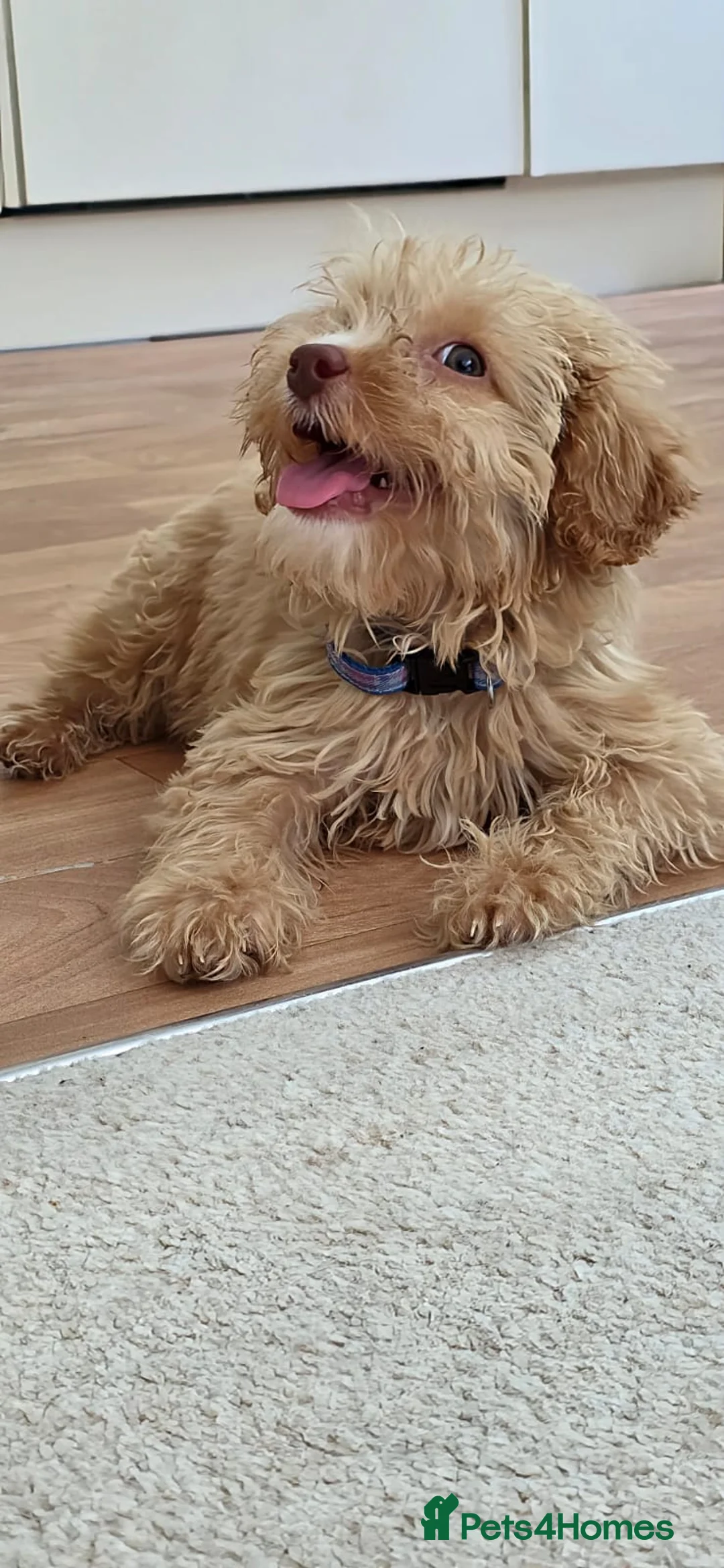 Cavapoo dogs for sale: Toy Cavapoo Puppy, Exceptionally Well Socialised - Advert 2