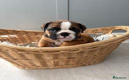 English Bulldog dogs for sale: English bulldog puppies  - Image 14