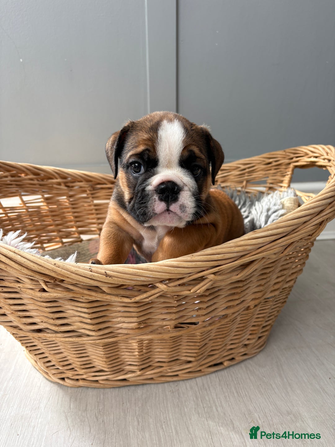 English Bulldog dogs for sale: English bulldog puppies  - Image 14