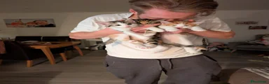 Tabby Girl