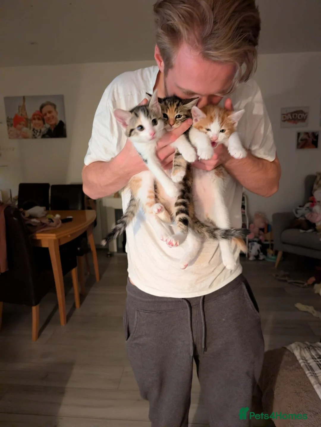 Mixed Breed cats for sale: 🐱 2 Gorgeous Female Kittens – Ready 12th July 🏡 in Hatfield - Advert 2