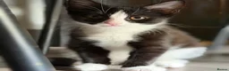 Mixed Breed cats for sale: 🐾 2 Kittens for Sale – Male & Female, Ready Now - Advert 14