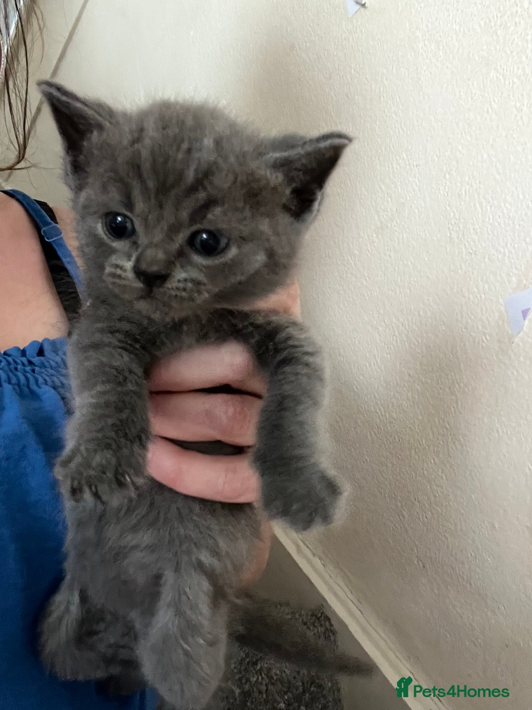 Ragdoll cats for sale: One beautiful blue boy Ragdoll x BSH - Image 2