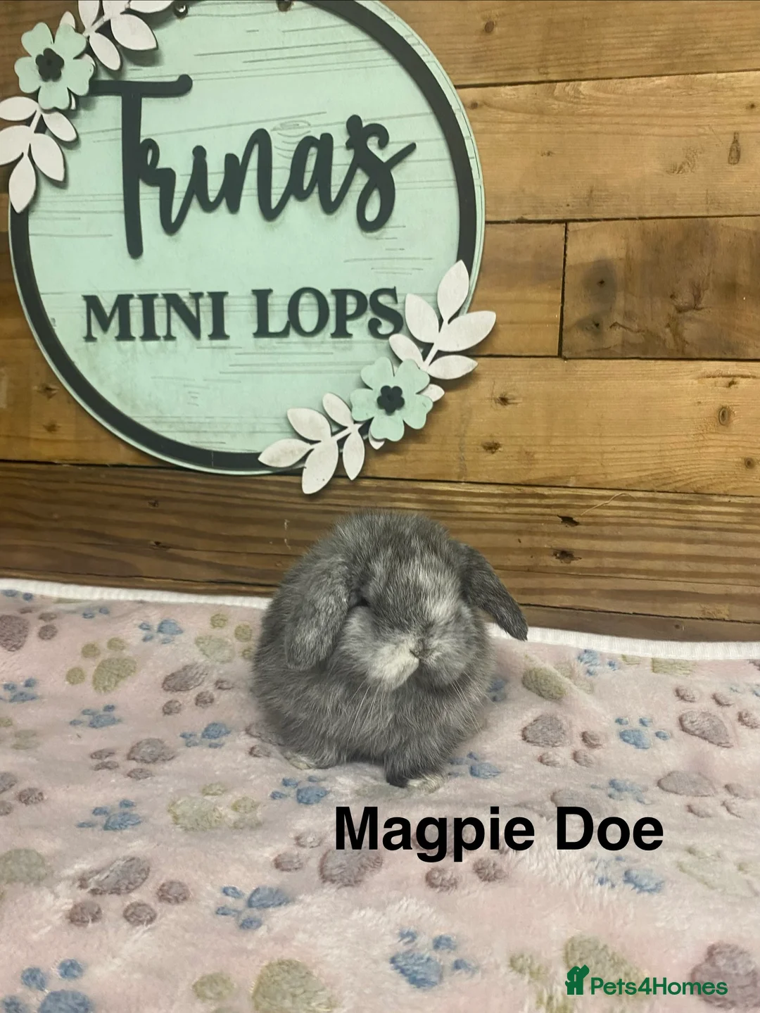 Mini Lop rabbits for sale: Purebred Baby Mini Lops - Advert 1
