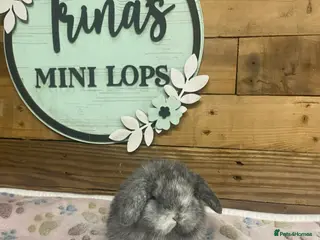 Mini Lop rabbits Purebred Baby Mini Lops - Advert 1