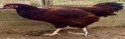Chickens poultry for sale: Rhode Island Red - Advert 3