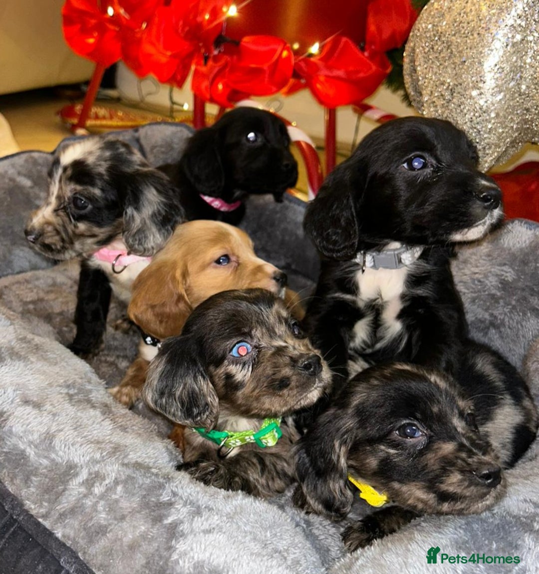 Cocker Spaniel dogs for sale: 6 beautiful cocker spaniel puppies  - Advert 1