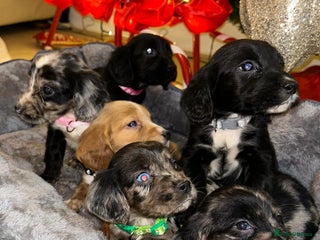 Cocker Spaniel dogs 6 beautiful cocker spaniel puppies - Advert 1