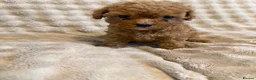 Cavapoo dogs for sale: 5 beautiful Cavapoo pups  - Advert 3