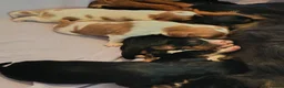 Cavalier King Charles Spaniel dogs for sale: Health Tested Cavalier King Charles  - Advert 2