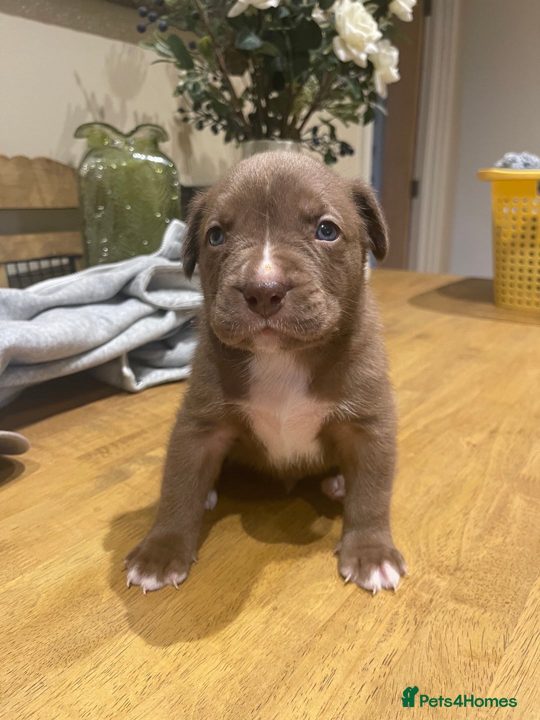 Mixed Breed dogs for sale: 9 Gorgeous pups looking for their forever home - Image 31