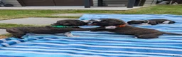 Staffordshire Bull Terrier dogs for sale: Stunning Brindle & White Staffy Pups - Advert 13