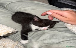 Domestic Shorthair cats for sale: X3 kittens for sale all male  - Image 6