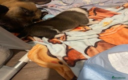 Mixed Breed dogs for sale: Bullsky puppies  - Advert 18