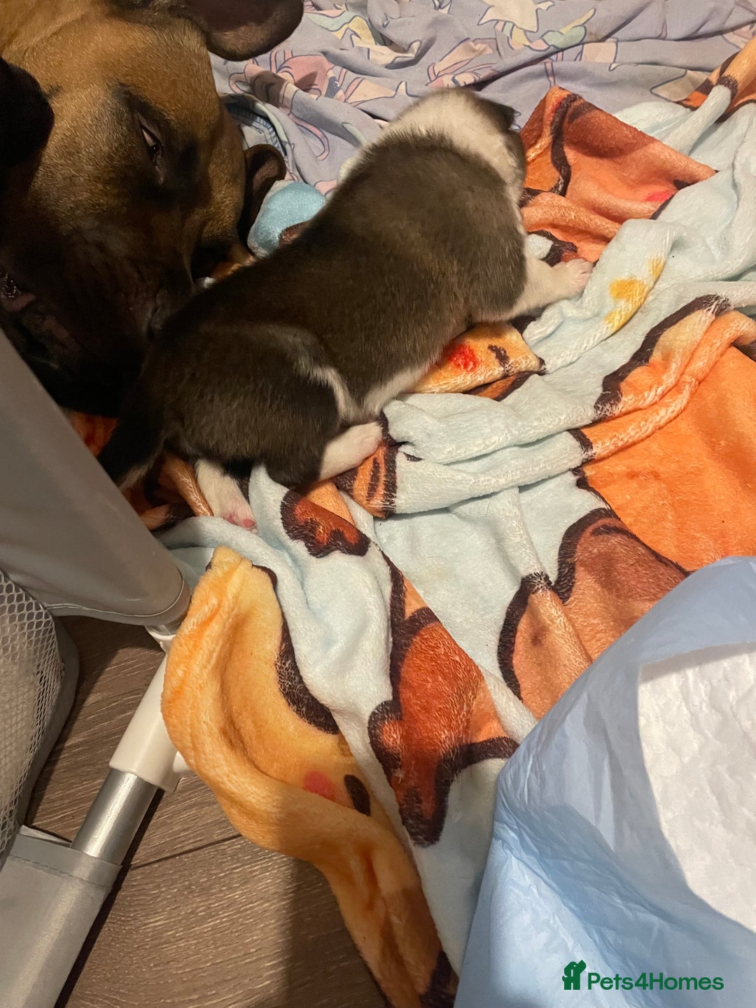 Mixed Breed dogs for sale: Bullsky puppies  - Advert 18