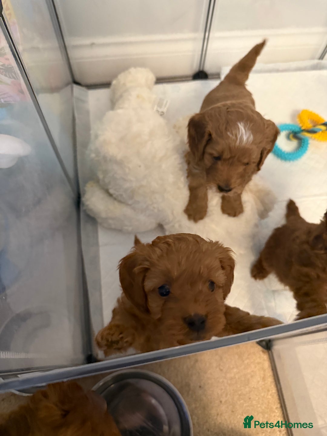 Cockapoo dogs for sale: Championship bloodline F1B toy Cockapoos  - Advert 40