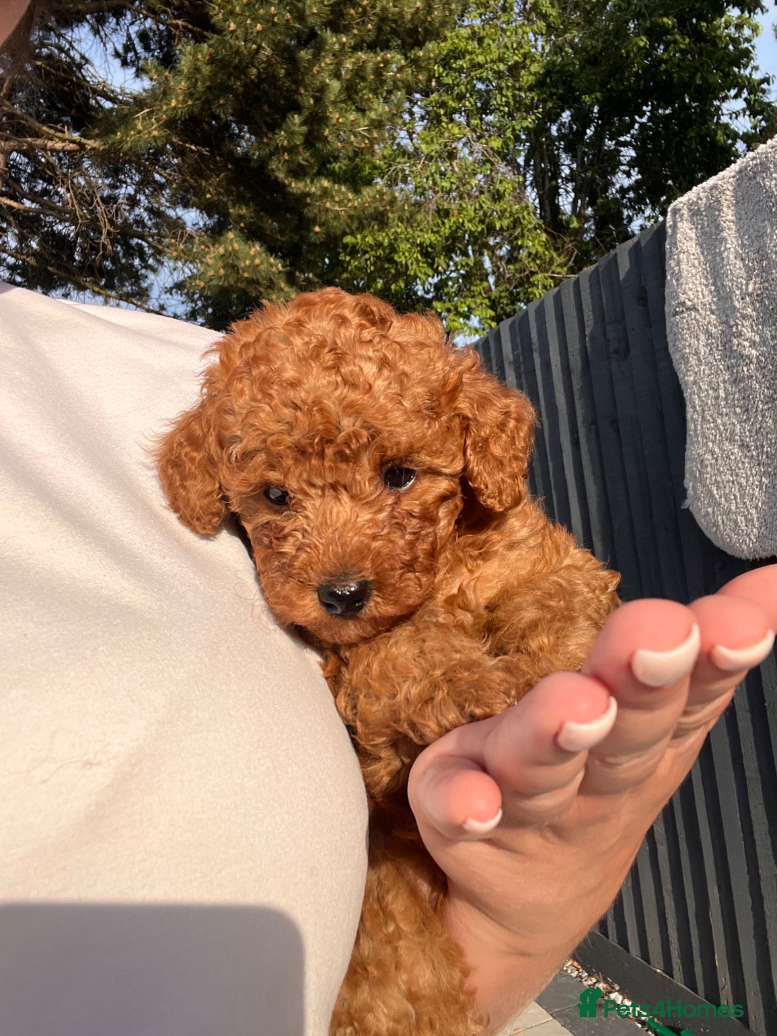 Toy Poodle dogs 1 girl left Deep red asian kc - Advert 1